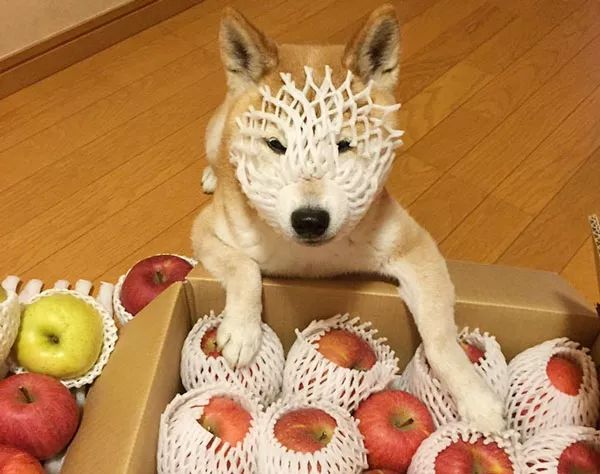 包含柴犬云服务器的词条，柴犬云服务器，探索新一代云计算技术之巅 第2张