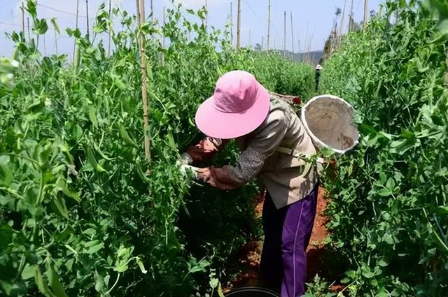 优豆云服务器新手入门的简单介绍，优豆云服务器新手入门简介