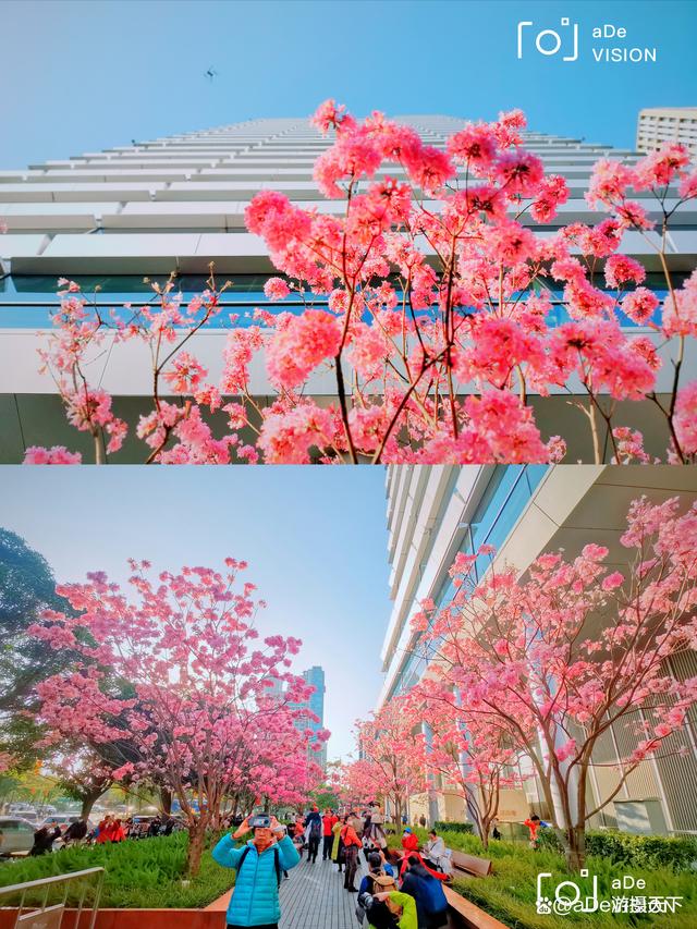 樱花日本免费服务器(樱花日本免费服务器下载)，樱花日本免费服务器，下载体验全解析，樱花日本免费服务器，下载体验全解析与免费服务器下载指南，樱花日本免费服务器，下载体验全解析与免费服务器下载指南，樱花日本免费服务器下载体验全解析及免费服务器下载指南，樱花日本免费服务器，下载体验全解析与免费下载指南